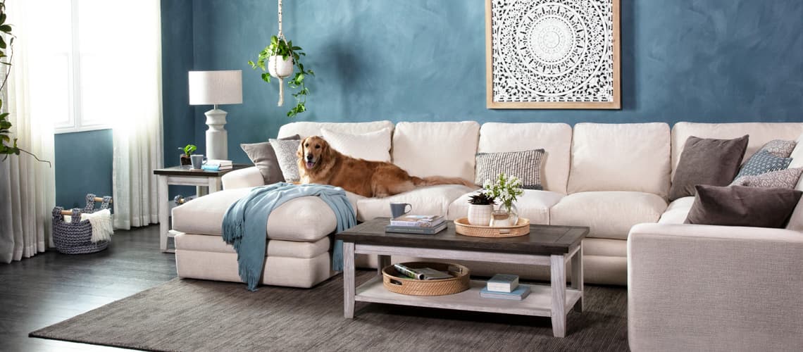 dog-friendly sofas