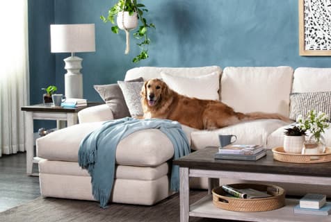 dog-friendly sofas