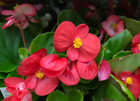 begonias