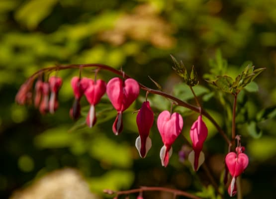 bleeding hearts