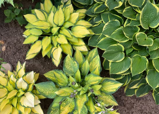 hanging plants for shade hostas