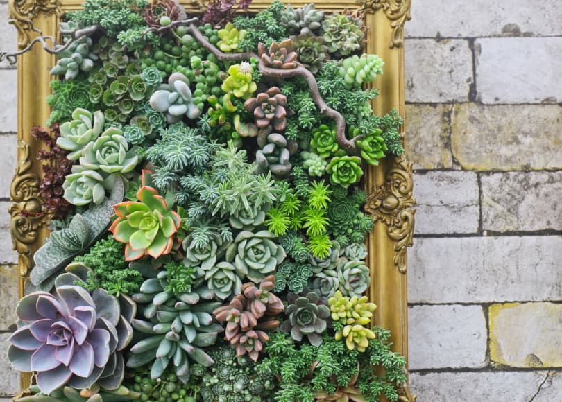 wall planters