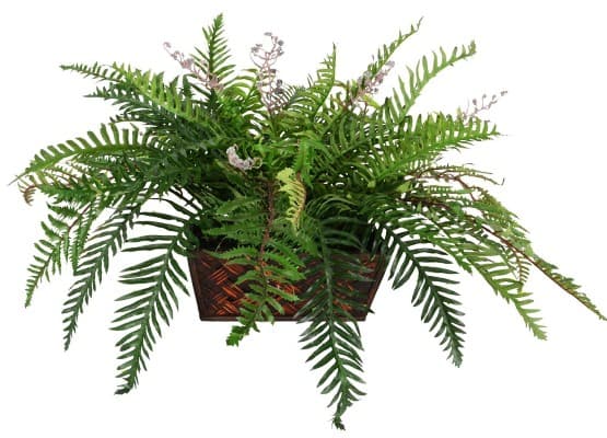 fern gift for women christmas